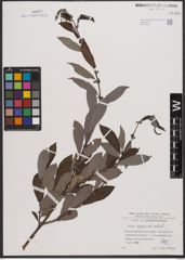 Foto von Salix appendiculata Vill.